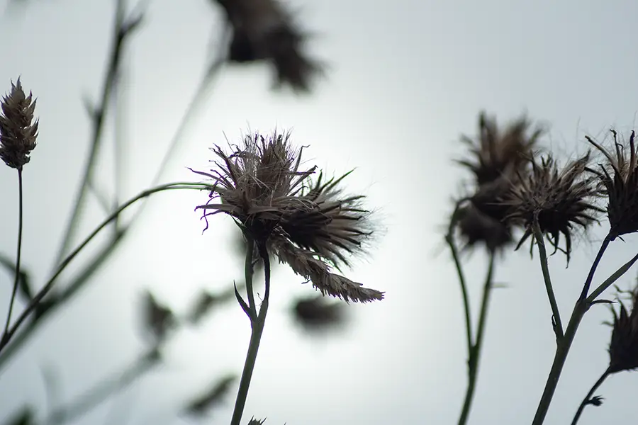 Herbstblumen