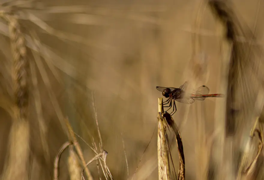 Libelle